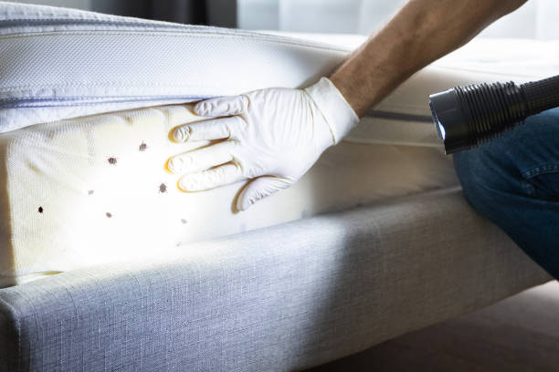 Best Cockroach Control Services  in Westminster, TX