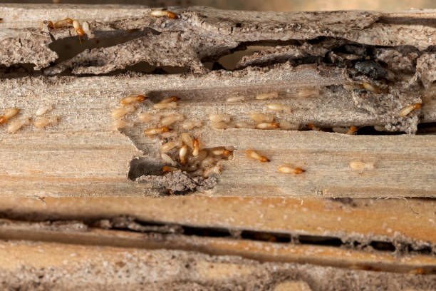 Best Flea Control Services  in Westminster, TX